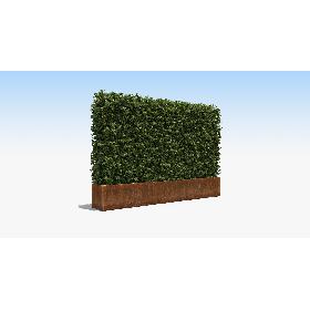 Boxwood Hedge in a Planter with a Steel Rusted Patina Finish